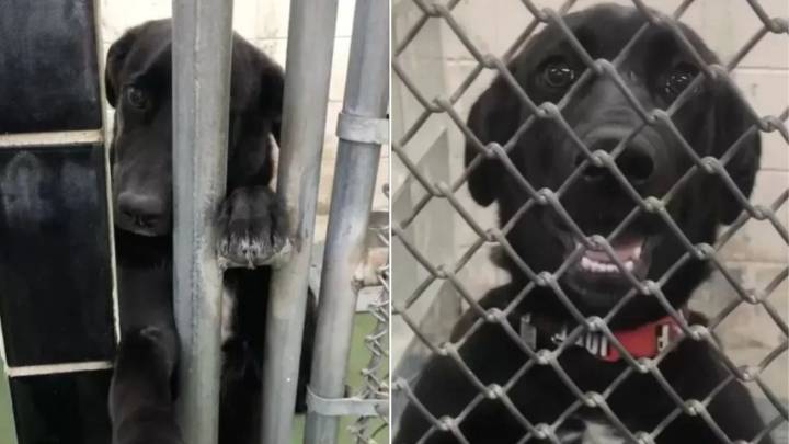 Washington Shelter Dog Who Greeted People Through Kennel Bars Finally Found A Home