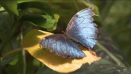 Mass Appeal: The Butterfly Place