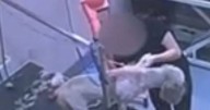 Dog groomer 'immediately dismissed' after owner watches 'heartbreaking' incident on CCTV