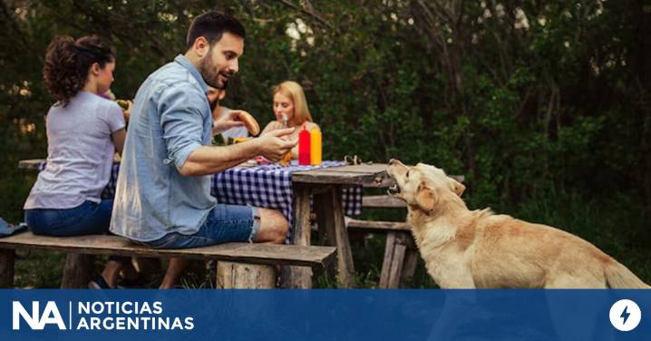 La calidad de los hábitos: qué significa compartir el horario de almuerzo con los perros, según la psicología