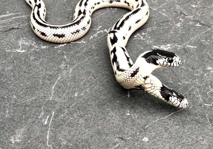 Happy Birthday to the Two-Headed Kingsnake of the East Bay Vivarium