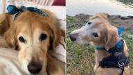 New York Woman Sees Her Dog’s Snout Scar And Creates A Heartwarming Nickname