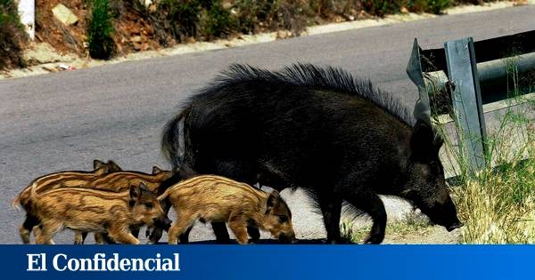 Aviso de la Comunidad de Madrid: declaran emergencia cinegética temporal por el aumento de jabalíes y accidentes en varias zonas