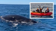 Leeman Humpback Rescue: Fisher spots entangled whale near Beagle Islands sparking huge local rescue effort