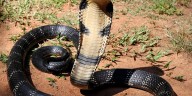 Combates sin veneno ni mordidas: así es el inusual ritual de las cobras reales en Tailandia