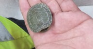 Rescatan a pequeña tortuga de vías de la Línea 2 del Metro en CDMX