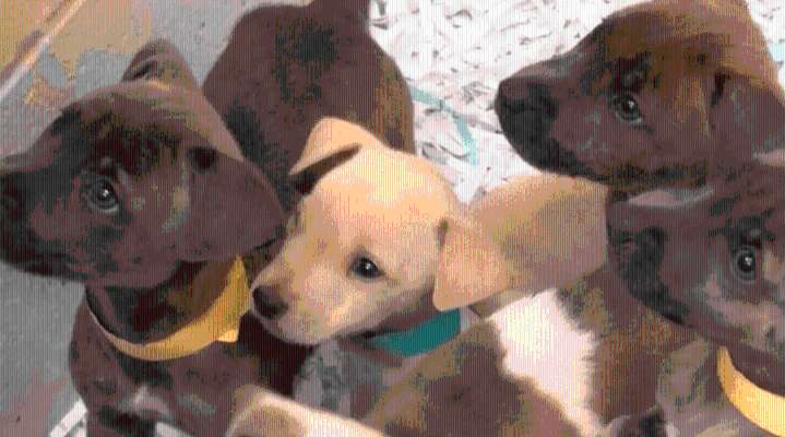 Low-cost spay, neuter program coming to Harlingen