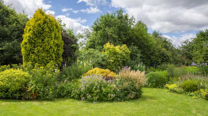 14 Fast-Growing Trees For A Natural Privacy Screen In Your Yard