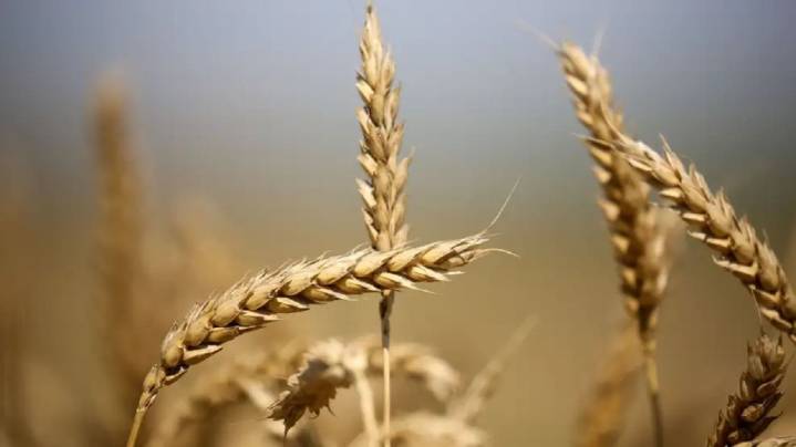 Desde el agro aseguran que “necesitamos un aumento de precios de los valores internacionales”