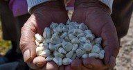 Día Nacional del Maíz 2025: apoyos y fertilizantes gratuitos para productores en México