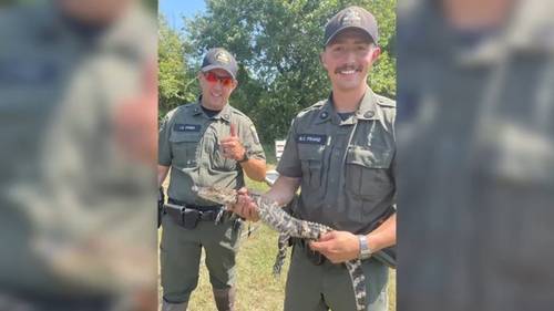 Alligator found abandoned, illegally dumped in pond in Freeport in Nassau County, Long Island NY