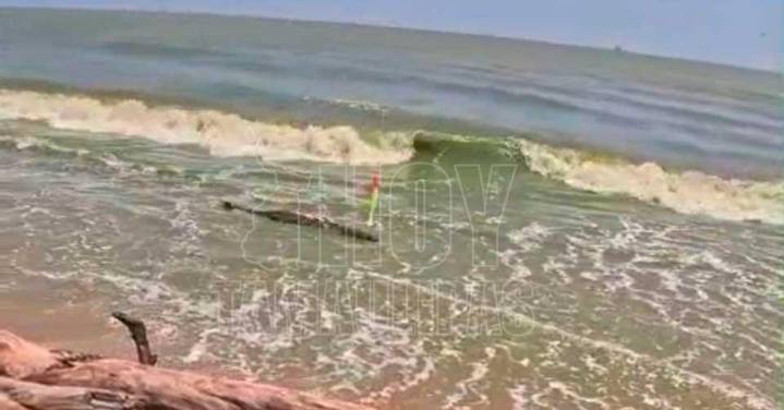Captan nuevamente cocodrilo en la playa de Altamira; piden precaución a visitantes
