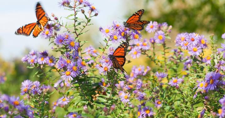 California state parks visitors urged to report monarch butterfly sightings