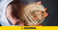 Qué es 'Candida auris', el hongo que preocupa a Europa por su alta transmisión en el Estado