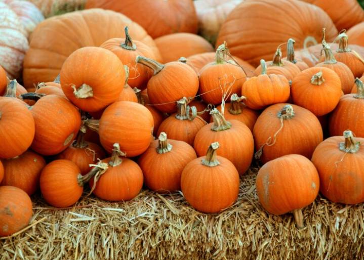 Pumpkins are more delicate than you think