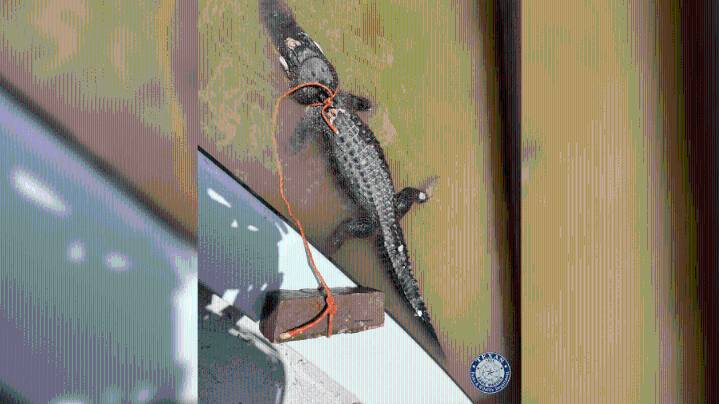 Texas Game Wardens issue citations after alligator killed, dumped in Lake Bob Sandlin
