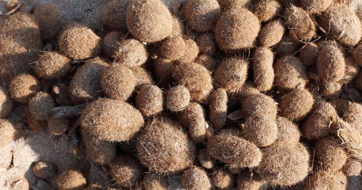 What Are Neptune Balls? Microplastic 'Mops' Explained