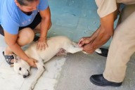 Jornada de vacunación antirrábica este viernes en Campeche: conoce los puntos y protege a tus mascotas