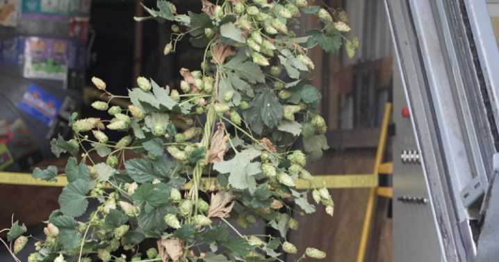 Harvesting hoppiness: How one Montana farm is keeping beer local