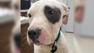 Oklahoma Woman Rushes To Save 2 Pit Bulls From Park, What She Discovers Next Is Heartbreaking