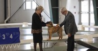 Montana dog show judge loves the animals, even though he's allergic