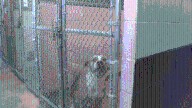 Sherwood Animal Shelter reopens after three-week closure amid disease outbreak