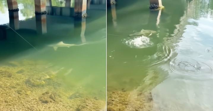Cubano viraliza en TikTok pesca de tiburón en Miami