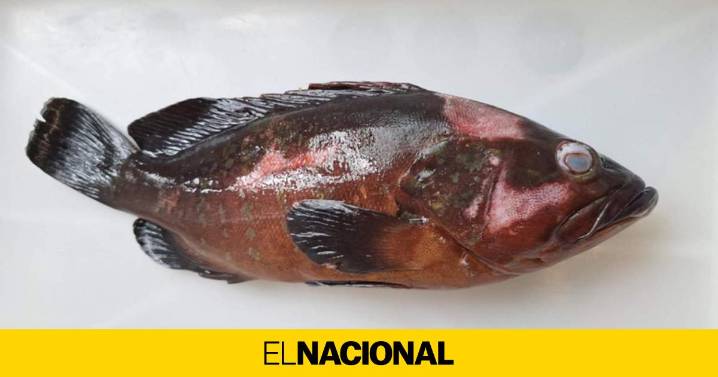 El betanodavirus llega a Catalunya: confirmado el primer caso de infección en meros este año