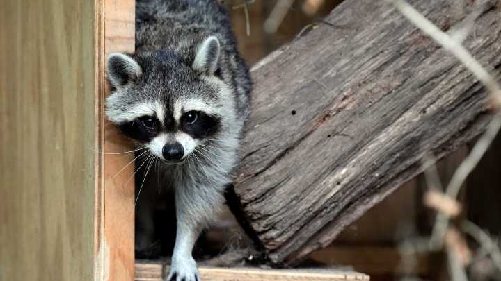 Is it legal to own a raccoon as a pet in Michigan?