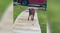 Woman Shocked To Find An Injured Dog Roaming The Texas Neighborhood, Asking for Help