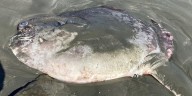 PHOTOS: Sunfish mistaken for shark spotted on California beach