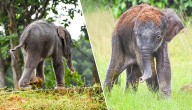 Abandoned Elephant Calf Rescued In Athmallik, Shifted To Kapilash Zoo