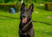 Canino entrenado contribuyó a detectar laboratorio ilegal en Casanare