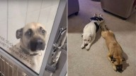 Nebraska Lost Dog Accidentally Adopted By Another Family, But A Twist Reunites Her With True Owners