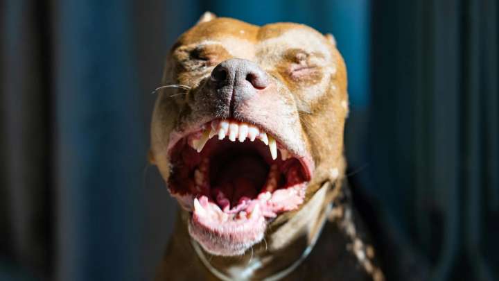 Pitbull le arranca el brazo a mujer de la tercera edad en Iztapalapa