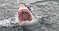 Shark mauls surfer to death on popular beach prompting widespread closures