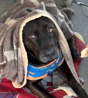 Municipalidad de Quilpué anuncia querella tras asesinato de perro comunitario