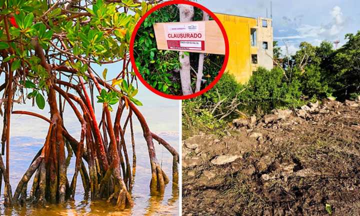 Destruyen 500 m² de mangle rojo en Reserva Estatal de Dzilam, Yucatán