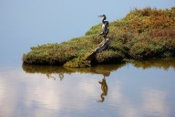 San Jose: $197 million project completed to improve flood protection along south San Francisco Bay shoreline