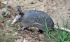 SERFOR recupera espécimen de armadillo que deambulaba en la plaza de Ocobamba