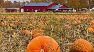 Delaware County pumpkin farm voted best in the nation