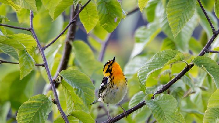 Michigan bird migration will be heavy overnight on Sept. 29. See map