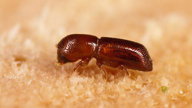 Could invasive beetle found on Long Island make its way to New Jersey?