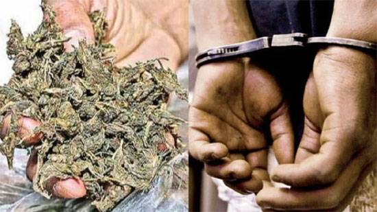 12 kg ganja seized in Mangaluru, 11 BBA students arrested