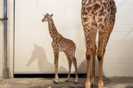 The votes are in! CLE Metroparks baby giraffe gets its name