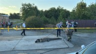 Alligator captured in McDonald's parking lot on Rocky Creek Road in Macon