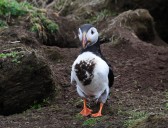 How researchers restored a thriving habitat for Atlantic puffins in Maine