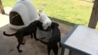 Shelby Humane Society asking for donations to cover payroll
