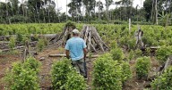 Análisis de la descertificación, qué viene para Colombia