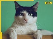 Have a cat? THIS city mandates license for pet felines, check details